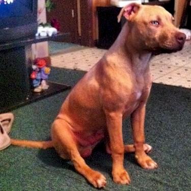 Robertson Kennels Snow sire Red Pit Bull.jpg